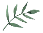 Relaxing palm leaves