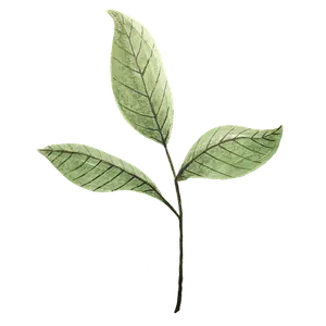Relaxing leaf stem